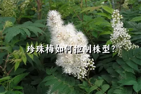 珍珠梅如何控制株型？