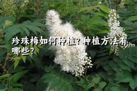 珍珠梅如何种植？种植方法有哪些？