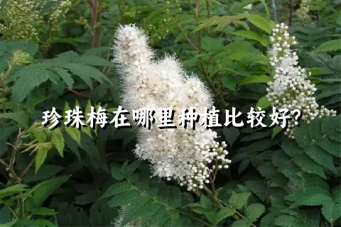 珍珠梅在哪里种植比较好？