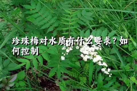 珍珠梅对水质有什么要求？如何控制