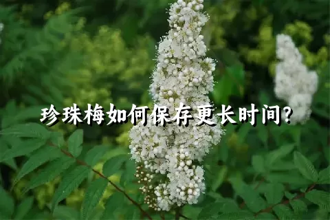 珍珠梅如何保存更长时间？