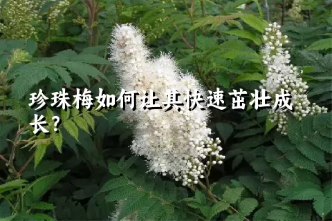 珍珠梅如何让其快速茁壮成长？