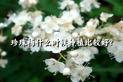 珍珠梅什么时候种植比较好？