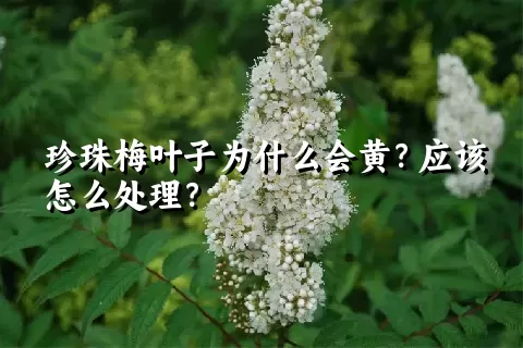 珍珠梅叶子为什么会黄？应该怎么处理？