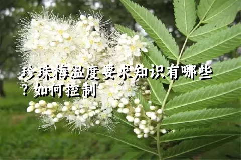 珍珠梅温度要求知识有哪些？如何控制