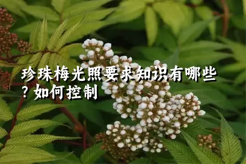 珍珠梅光照要求知识有哪些？如何控制