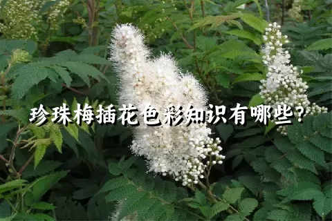 珍珠梅插花色彩知识有哪些？