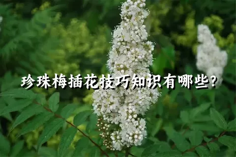 珍珠梅插花技巧知识有哪些？