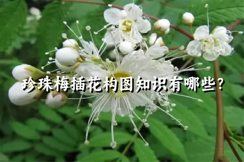 珍珠梅插花构图知识有哪些？