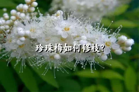 珍珠梅如何修枝？