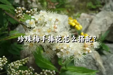 珍珠梅手捧花怎么搭配？