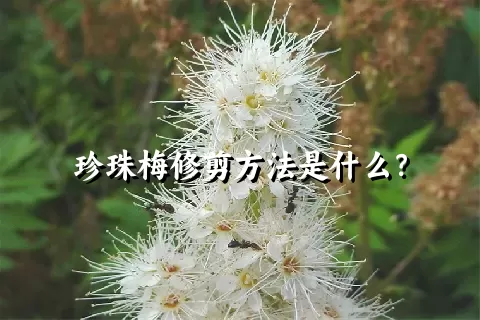 珍珠梅修剪方法是什么？