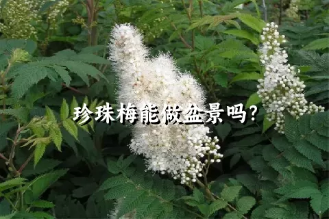 珍珠梅能做盆景吗？