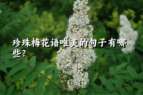 珍珠梅花语唯美的句子有哪些？