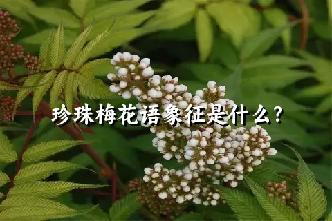 珍珠梅花语象征是什么？