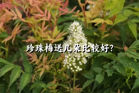 珍珠梅送几朵比较好？