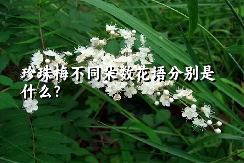 珍珠梅不同朵数花语分别是什么？