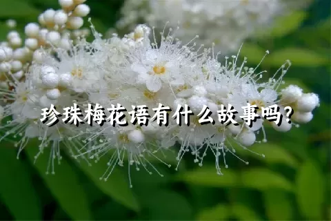 珍珠梅花语有什么故事吗？