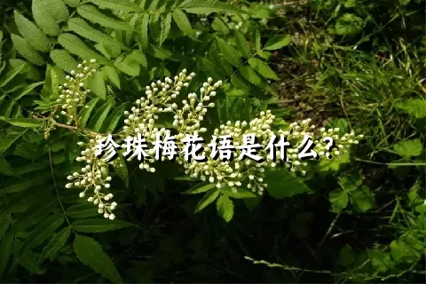 珍珠梅花语是什么？