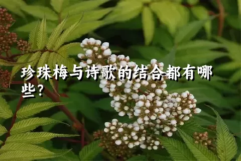 珍珠梅与诗歌的结合都有哪些？