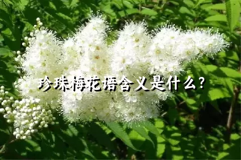 珍珠梅花语含义是什么？