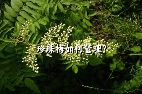 珍珠梅如何管理?