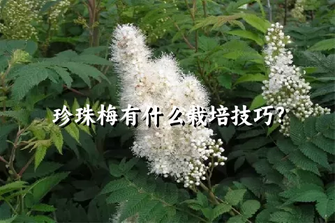 珍珠梅有什么栽培技巧?