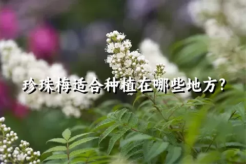 珍珠梅适合种植在哪些地方?