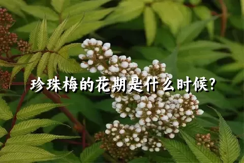 珍珠梅的花期是什么时候?