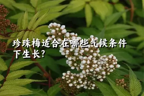 珍珠梅适合在哪些气候条件下生长?