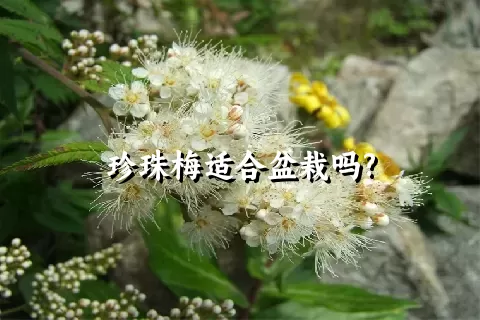 珍珠梅适合盆栽吗?