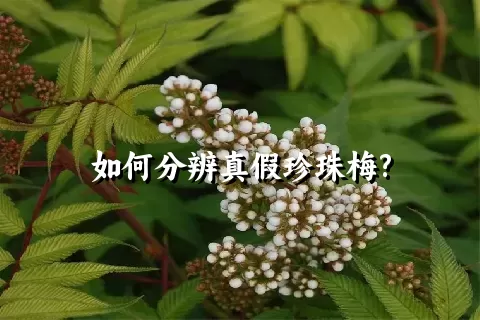 如何分辨真假珍珠梅?