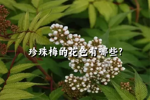 珍珠梅的花色有哪些?