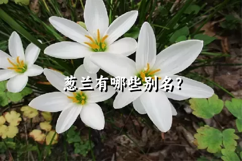 葱兰有哪些别名？