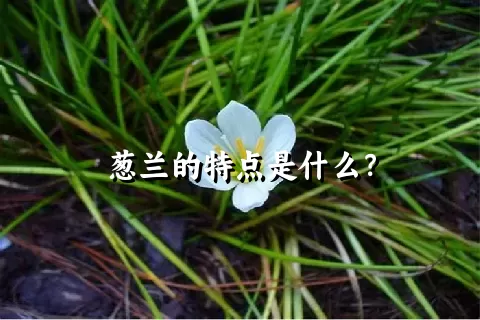 葱兰的特点是什么？