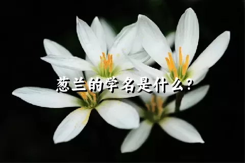 葱兰的学名是什么？