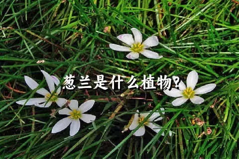 葱兰是什么植物？