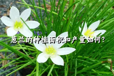 葱兰的种植面积和产量如何？