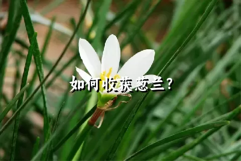 如何收获葱兰？