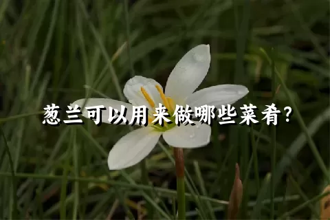 葱兰可以用来做哪些菜肴？