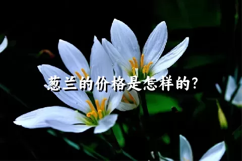 葱兰的价格是怎样的？