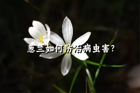 葱兰如何防治病虫害？