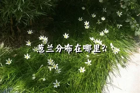 葱兰分布在哪里?