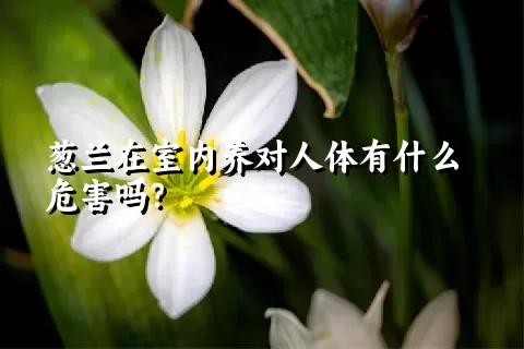 葱兰在室内养对人体有什么危害吗？