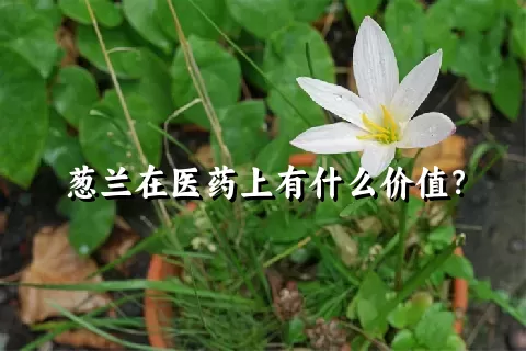 葱兰在医药上有什么价值？