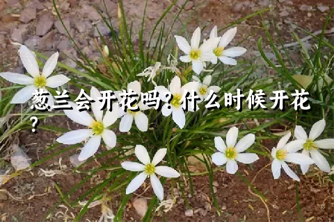 葱兰会开花吗？什么时候开花？