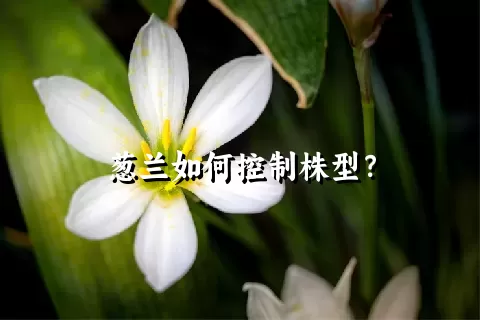 葱兰如何控制株型？