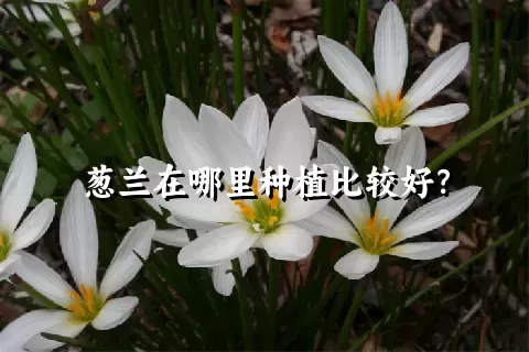 葱兰在哪里种植比较好？