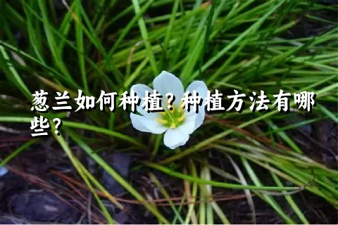 葱兰如何种植？种植方法有哪些？