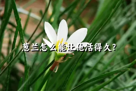 葱兰怎么能让他活得久？